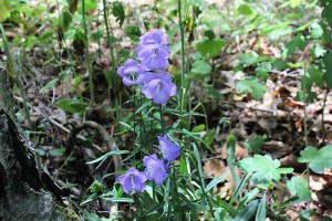 Campanula rotundifolia (1000 x 667)